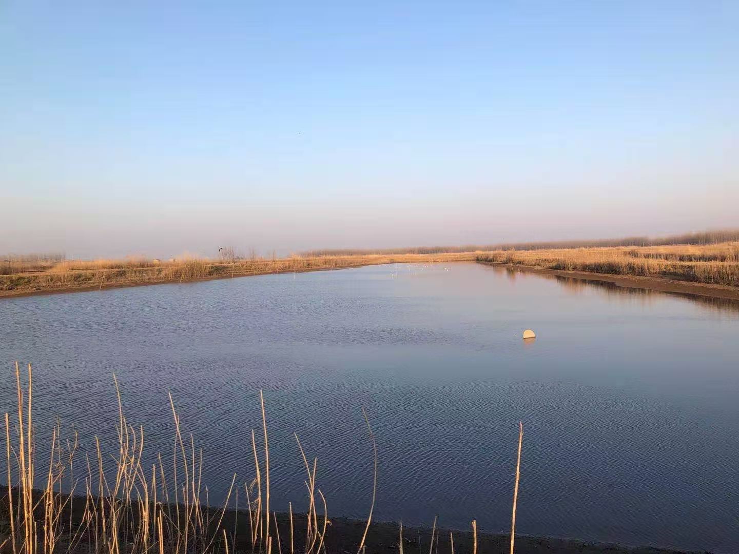 石首市小河口鎮(zhèn)神皇洲低洼地塊漁池約1400畝7年租賃經(jīng)營權(quán)