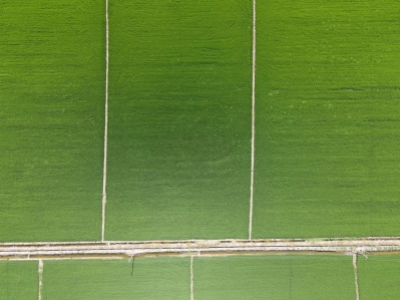 荊州市江陵縣江北一、二、三、五農(nóng)場808.40畝耕地及江北一農(nóng)場407.46畝零星耕地承租權(quán)依法按現(xiàn)狀進(jìn)行公開拍賣